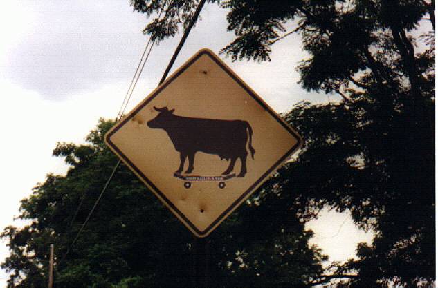 Cow-boarding